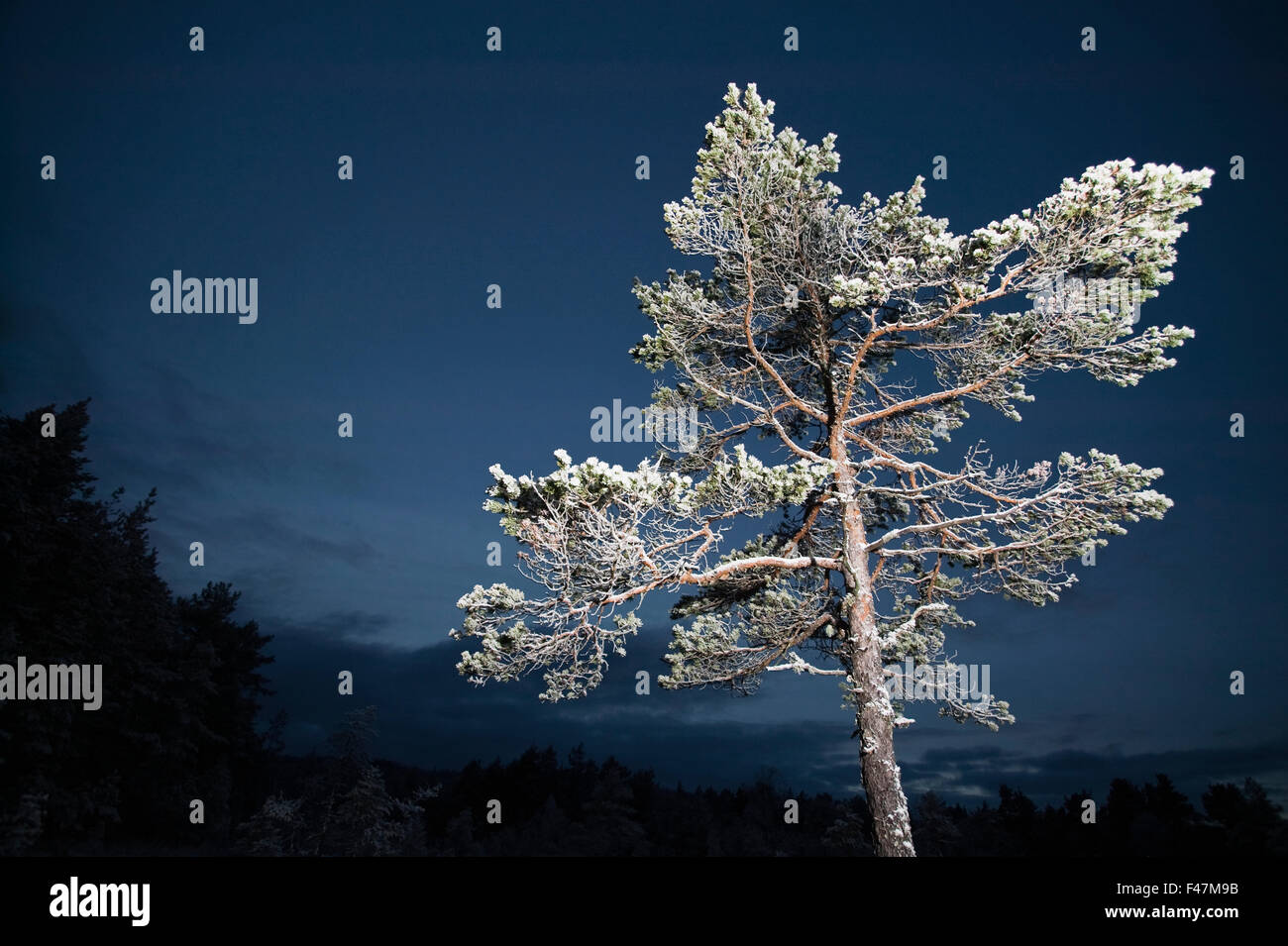 A pine against a darkening sky, Sweden. Stock Photo