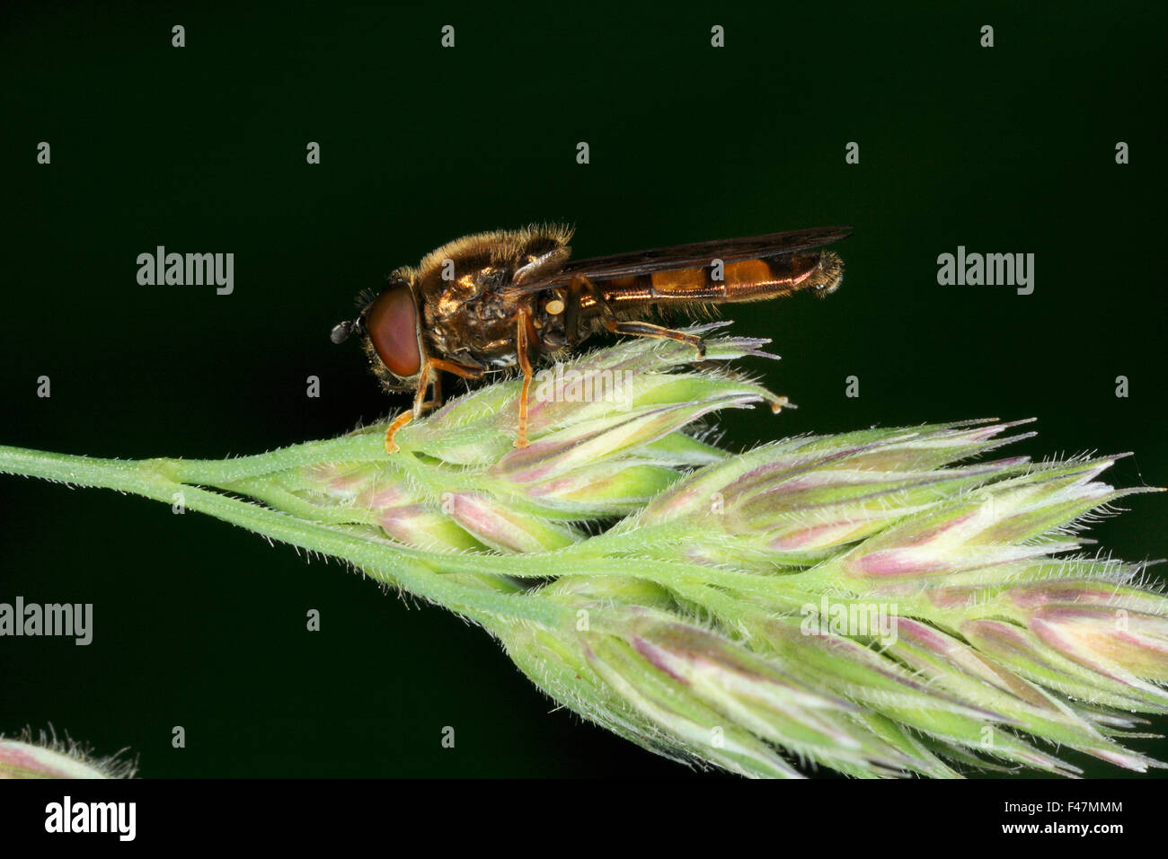 A Platycheirus clypeatus, hoverfly, close-up, Sweden. Stock Photo