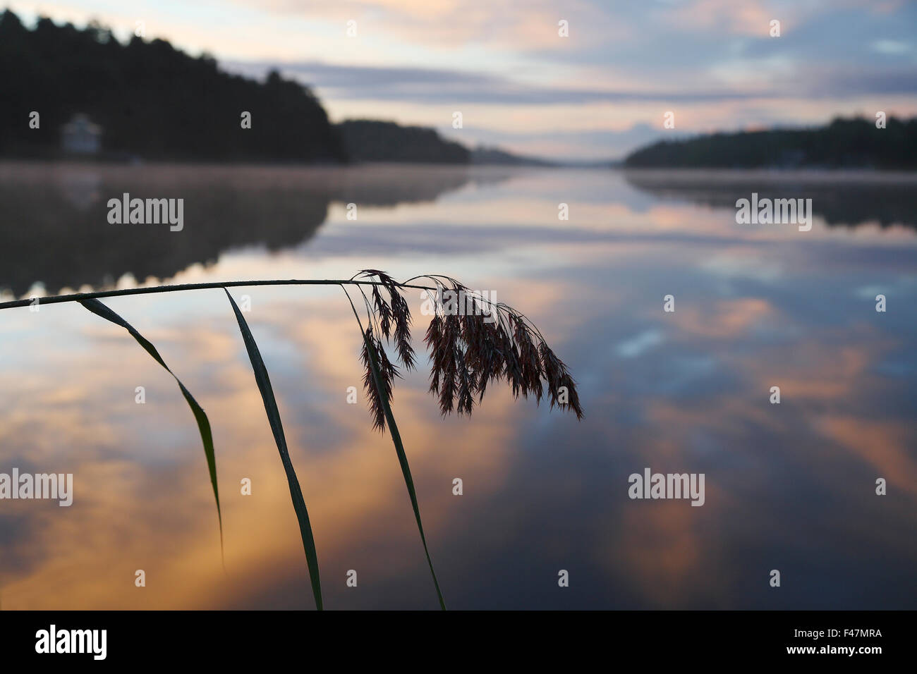 Reed by the water, Sweden Stock Photo - Alamy