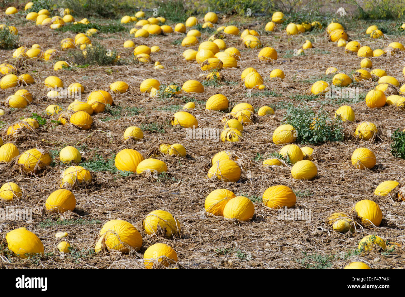 Cucurbita maxima, cultivated giant squashes in Pumpkin Field, Gozo, Malta, South Europe, Mediterranean Sea Stock Photo