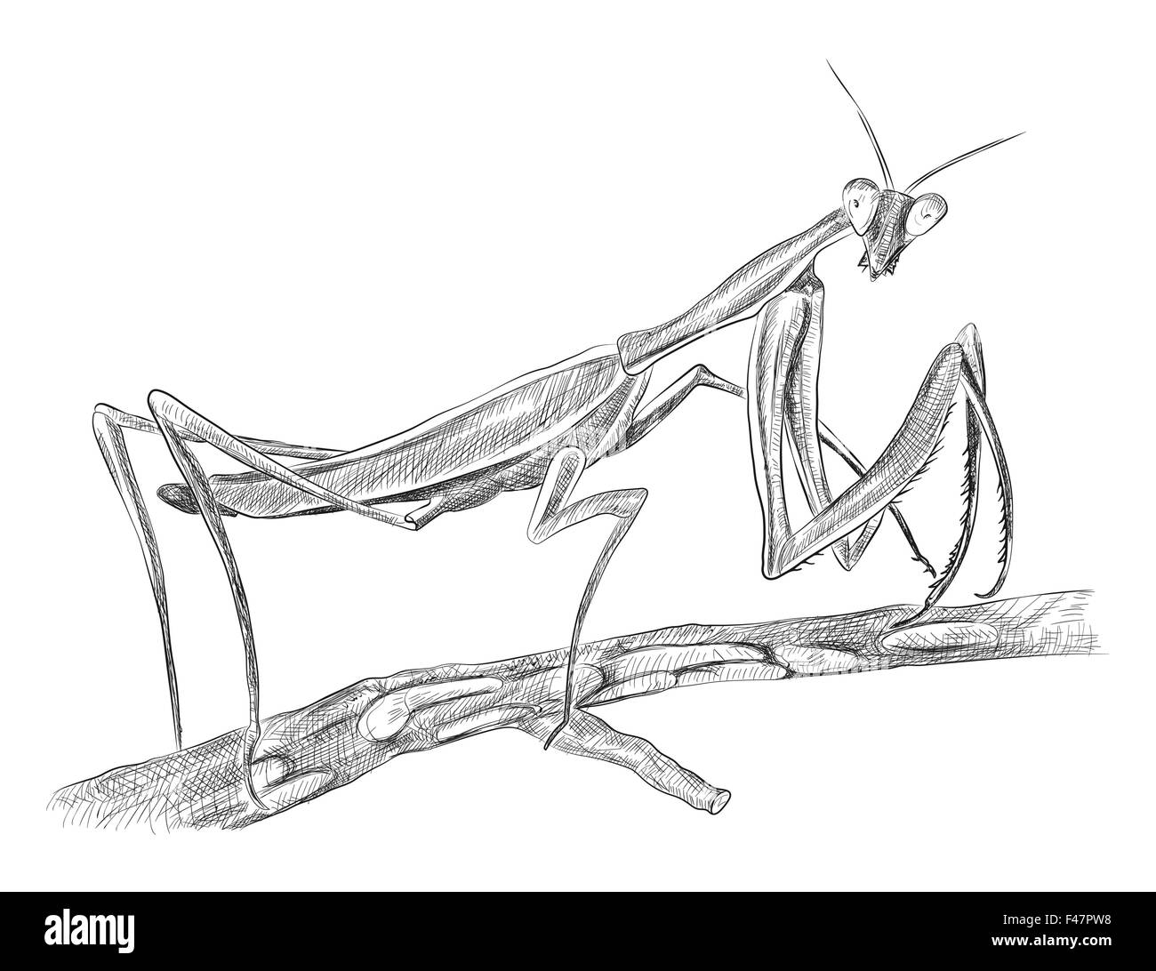Mantis religiosa sitting on tree, side view, black and white hand drawn vector sketch Stock Vector