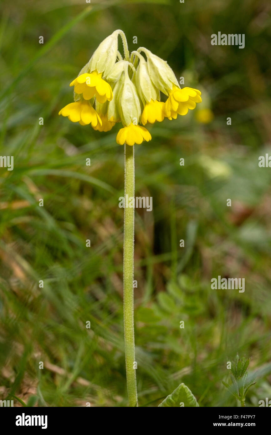 Cowlsip (Primula veris) flower growing in spring in field in Norfolk, England, United Kingdom Stock Photo