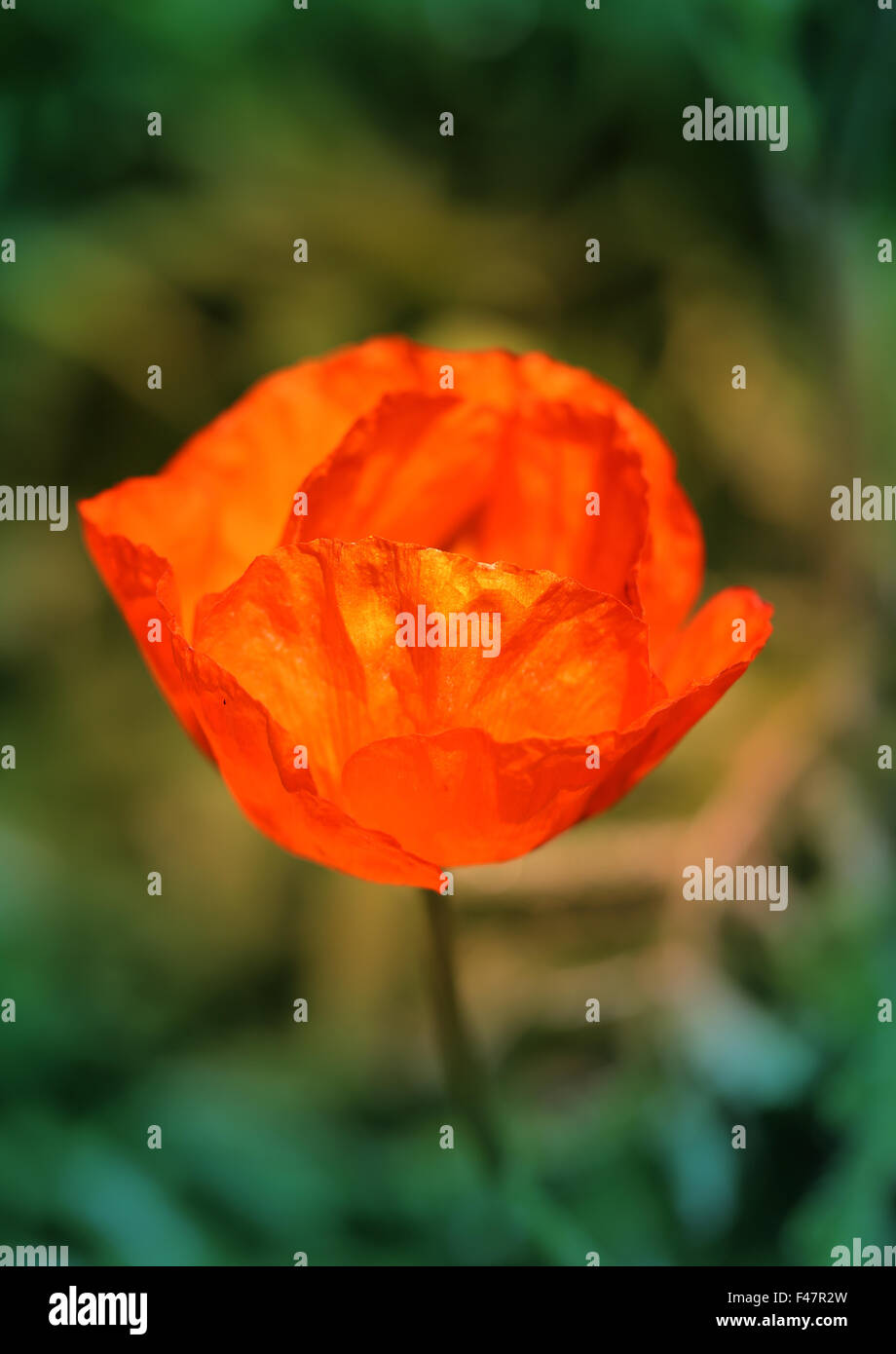 Very Large Photographed Poppy High Resolution Stock Photography and ...