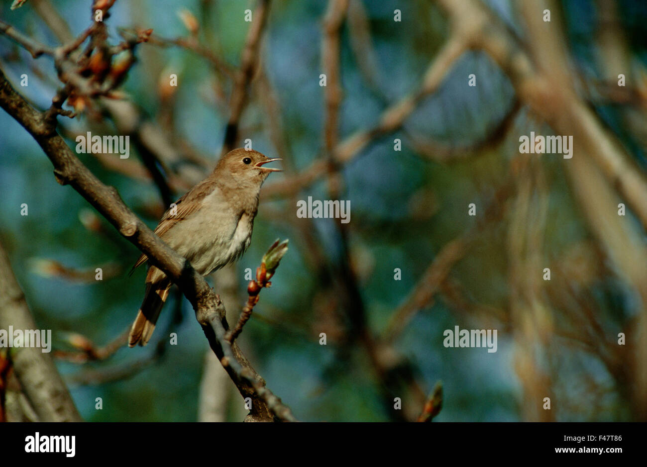 Thrush nightingale hi-res stock photography and images - Alamy