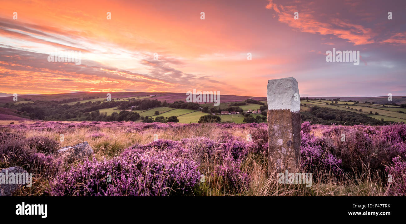 The sun sets over blooming heather in the North Yorkshire Moors National Park. Stock Photo