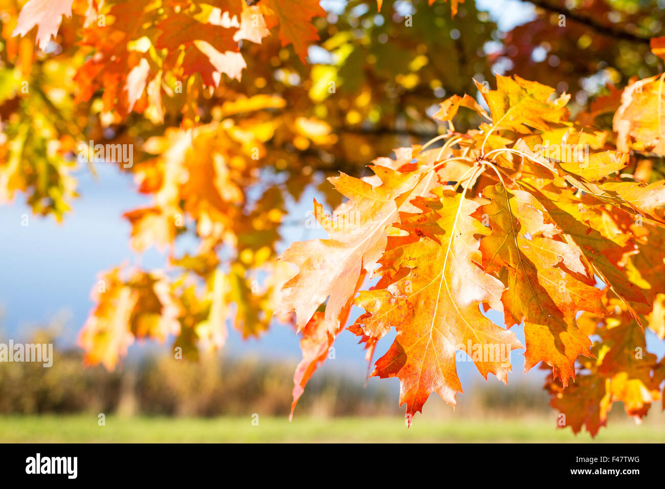 Autumnal leaves revealing the beautiful colours of the changing seasons ...