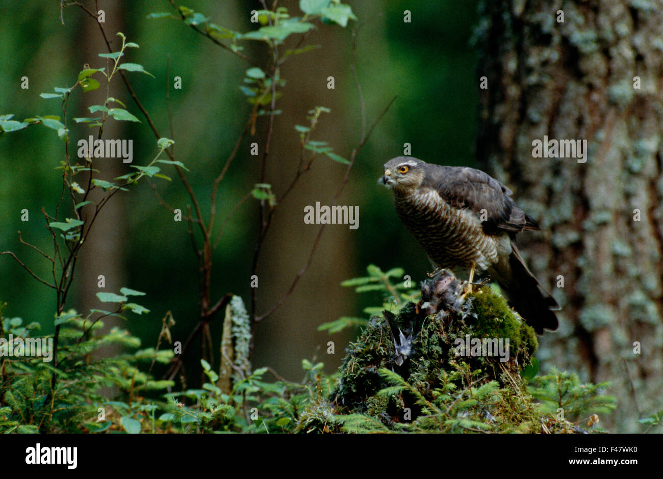A sparrow hawk in a forest, Finland. Stock Photo