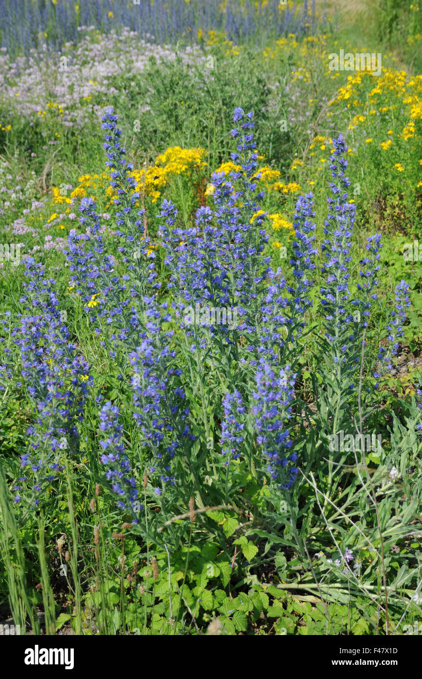 Vipers bugloss Stock Photo