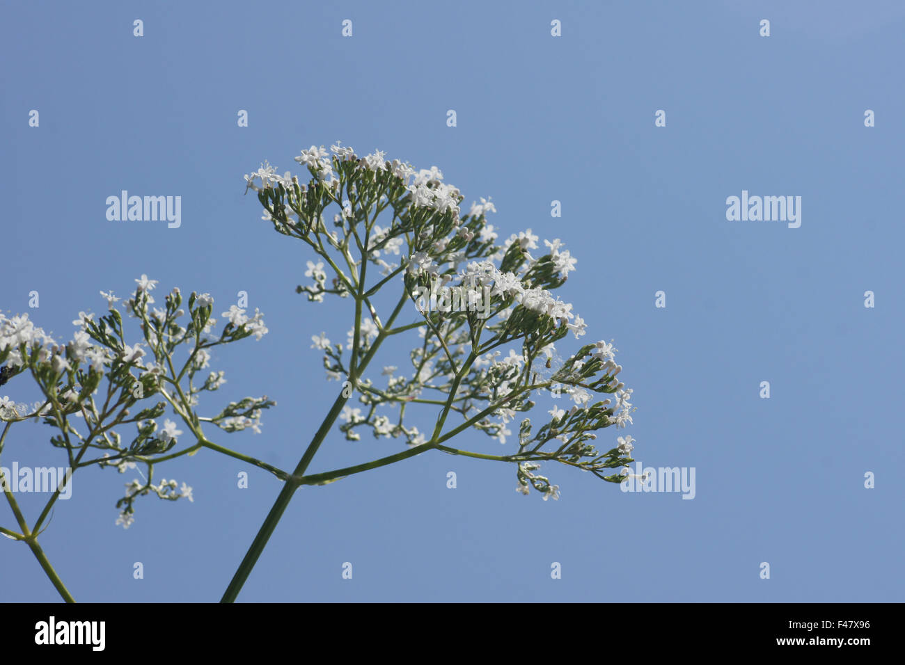 Valerian Stock Photo