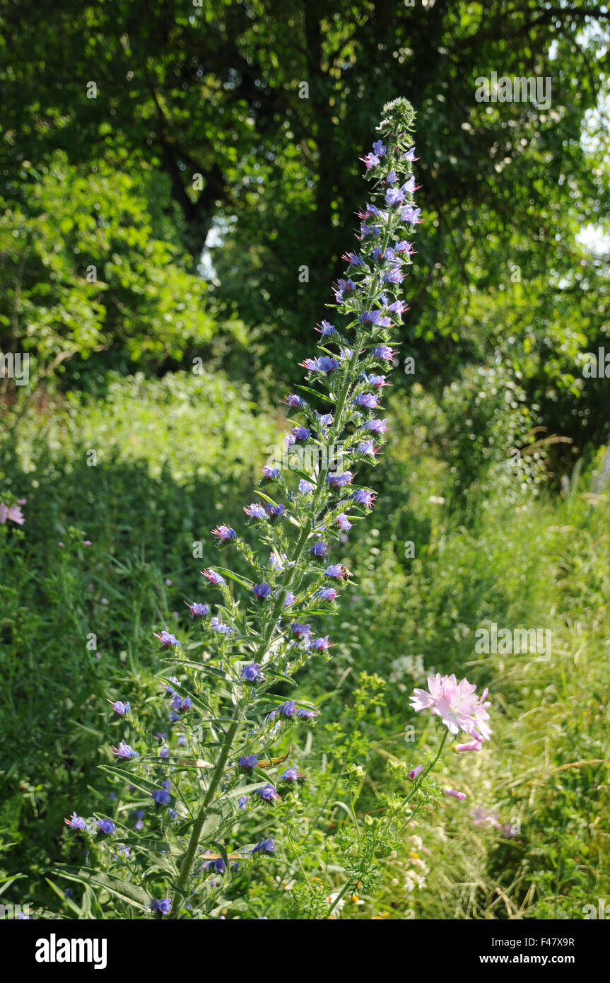 Vipers bugloss Stock Photo