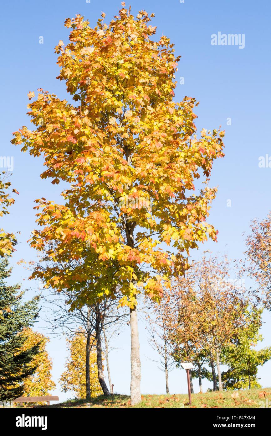 Maple tree in autumn with yellow leaves Stock Photo - Alamy