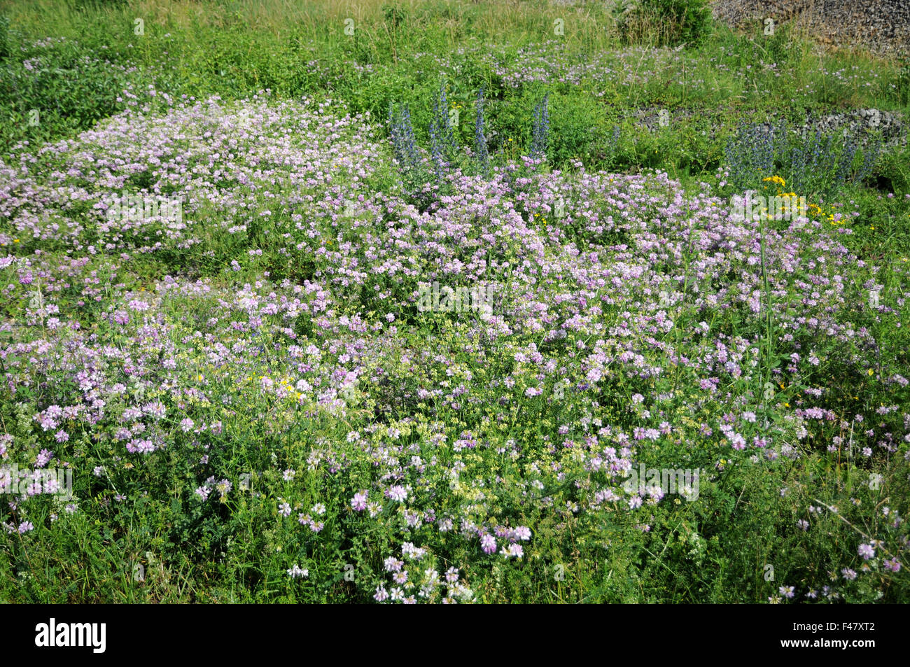 Kronwicken High Resolution Stock Photography and Images - Alamy