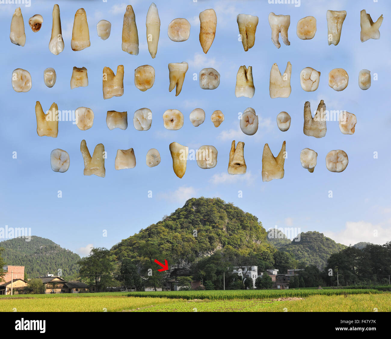 (151015) -- BEIJING, Oct. 15, 2015 (Xinhua) -- This composite graph provided by the Institute of Vertebrate Paleontology and Paleoanthropology under the Chinese Academy of Sciences shows tooth fossils found in Daoxian County in central China's Hunan Province. These tooth fossils indicate the early form of modern homo sapiens appeared in the region more than 80,000 years ago. The 47 fossils, found in Daoxian county, date back from 80,000 to 120,000 years and are believed to be the oldest remains of a completely modern form scientists have known in the east Asia region, the study's leading scien Stock Photo