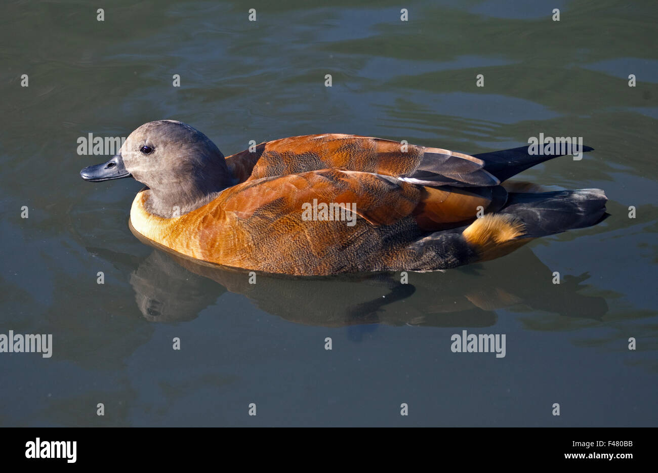 African shelducks hi-res stock photography and images - Alamy