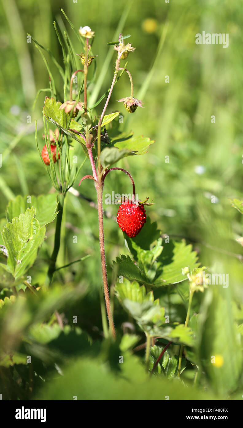 Delicious wild berry strawberry photographed close up Stock Photo - Alamy