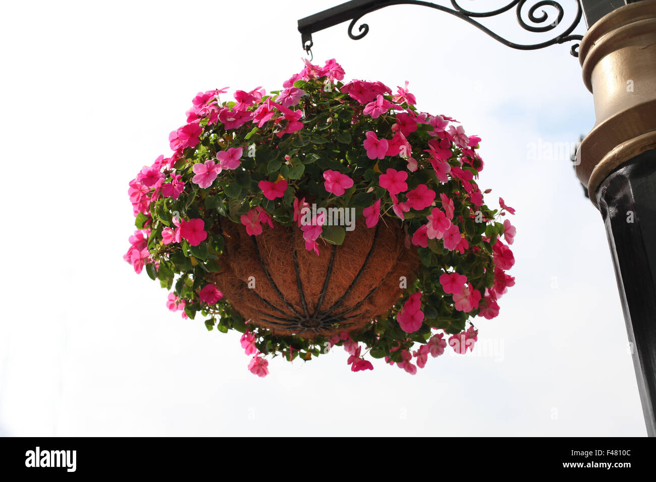 It's a photo of a bunch of pink flowers in a pot hang to a pillar or column in the street Stock Photo