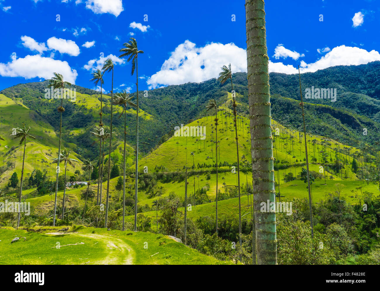 A walk through the Valle de Cocora. June, 2015. Quindio, Colombia. Stock Photo