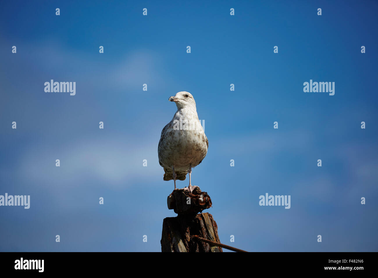 Immature Herring gull,Larus argenttatus,on a post with background of blue sky. Stock Photo