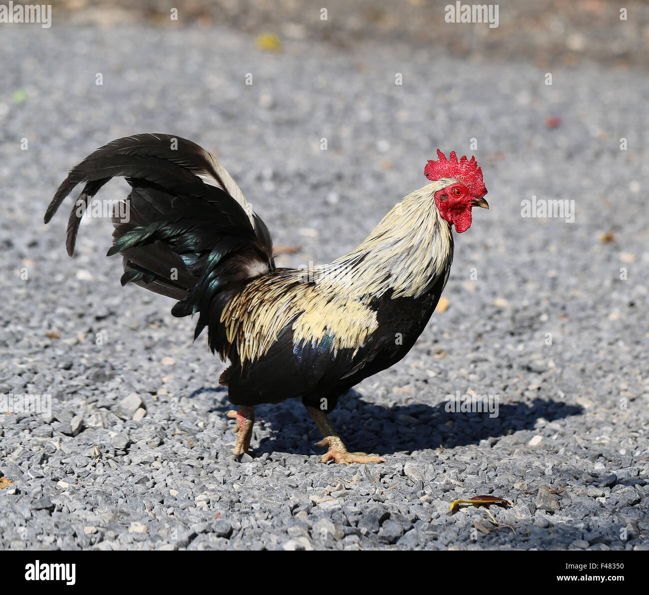 Multi colored rooster hi-res stock photography and images - Alamy