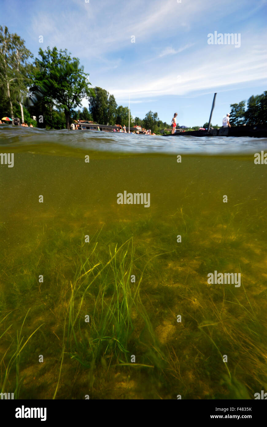 Aquatic plants and algae hi-res stock photography and images - Alamy