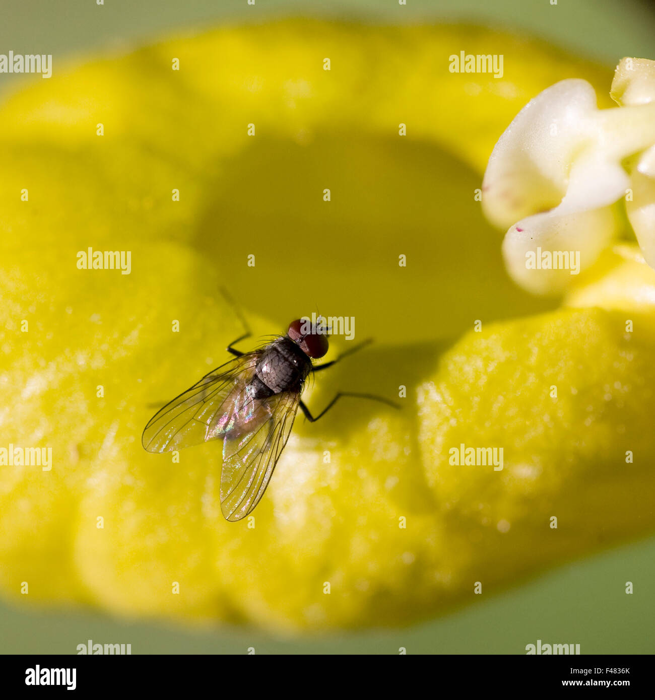 A fly on a Lady''s slipper, close-up, Sweden. Stock Photo