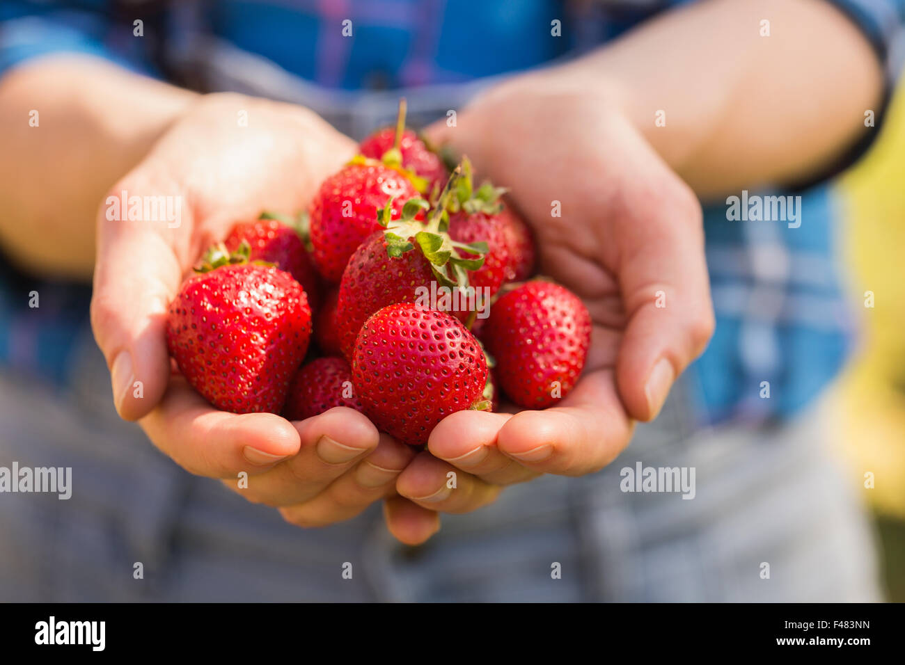 Woman showing her organic strawberries Stock Photo - Alamy