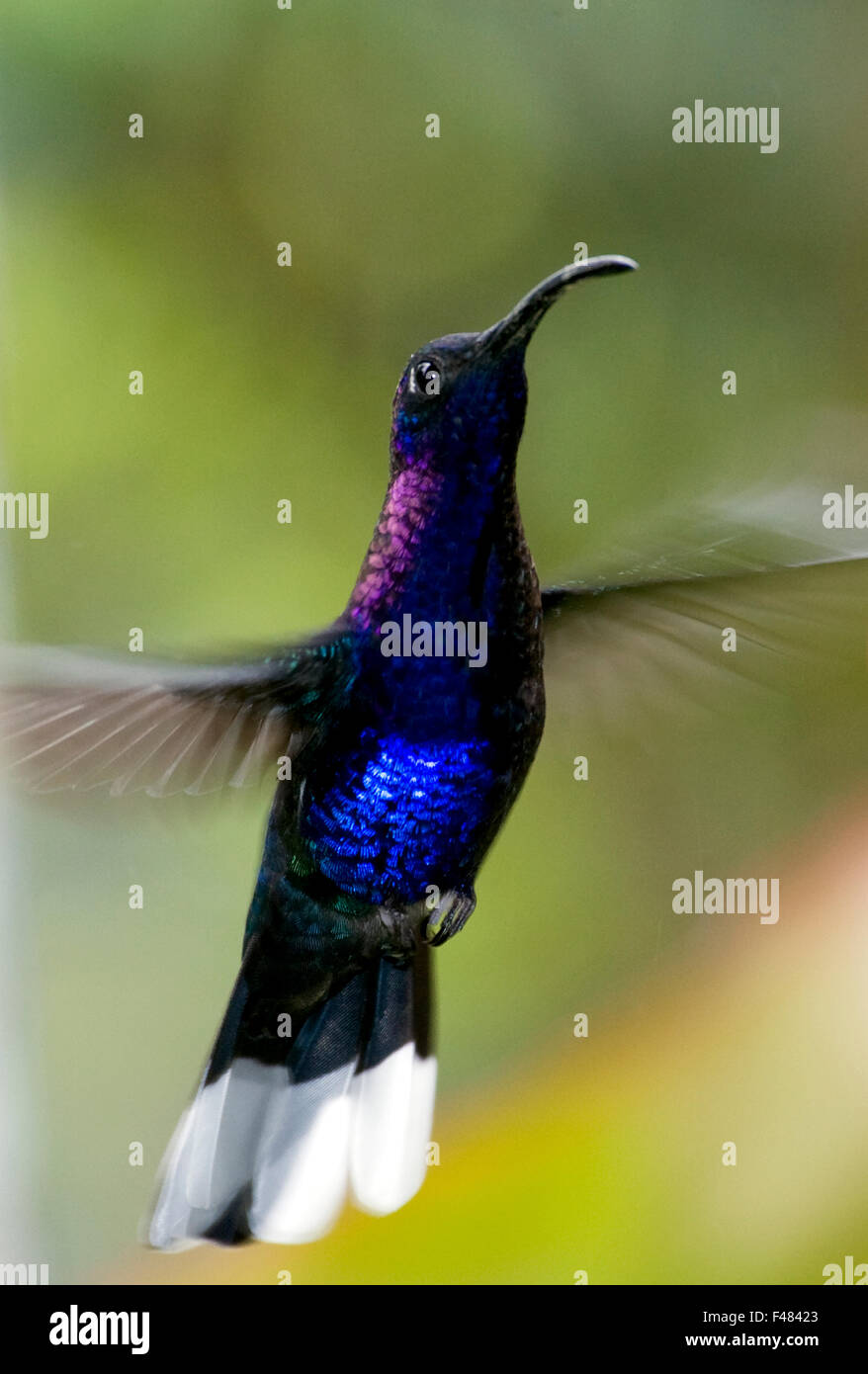 Violet Sabrewing, Costa Rica. Stock Photo