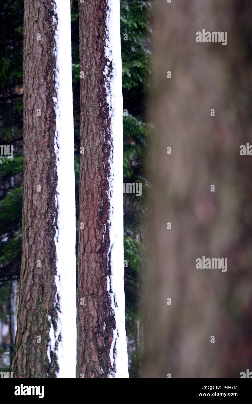 Pine trees in winter, Sweden. Stock Photo