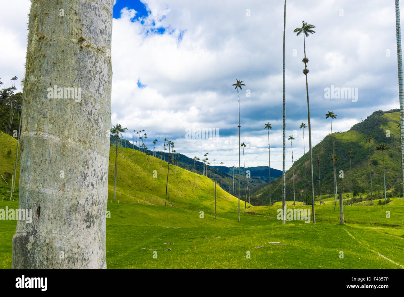 The Valle de Cocora, home to the world's largest palm trees. June, 2015. QUindio, Colombia. Stock Photo