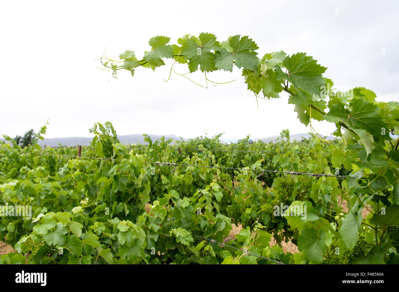 Vineyard with new growth in the wine producing region of Robertson