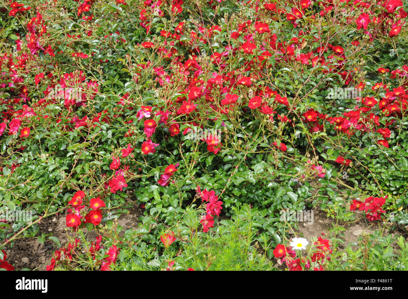Ground cover rose Stock Photo Alamy
