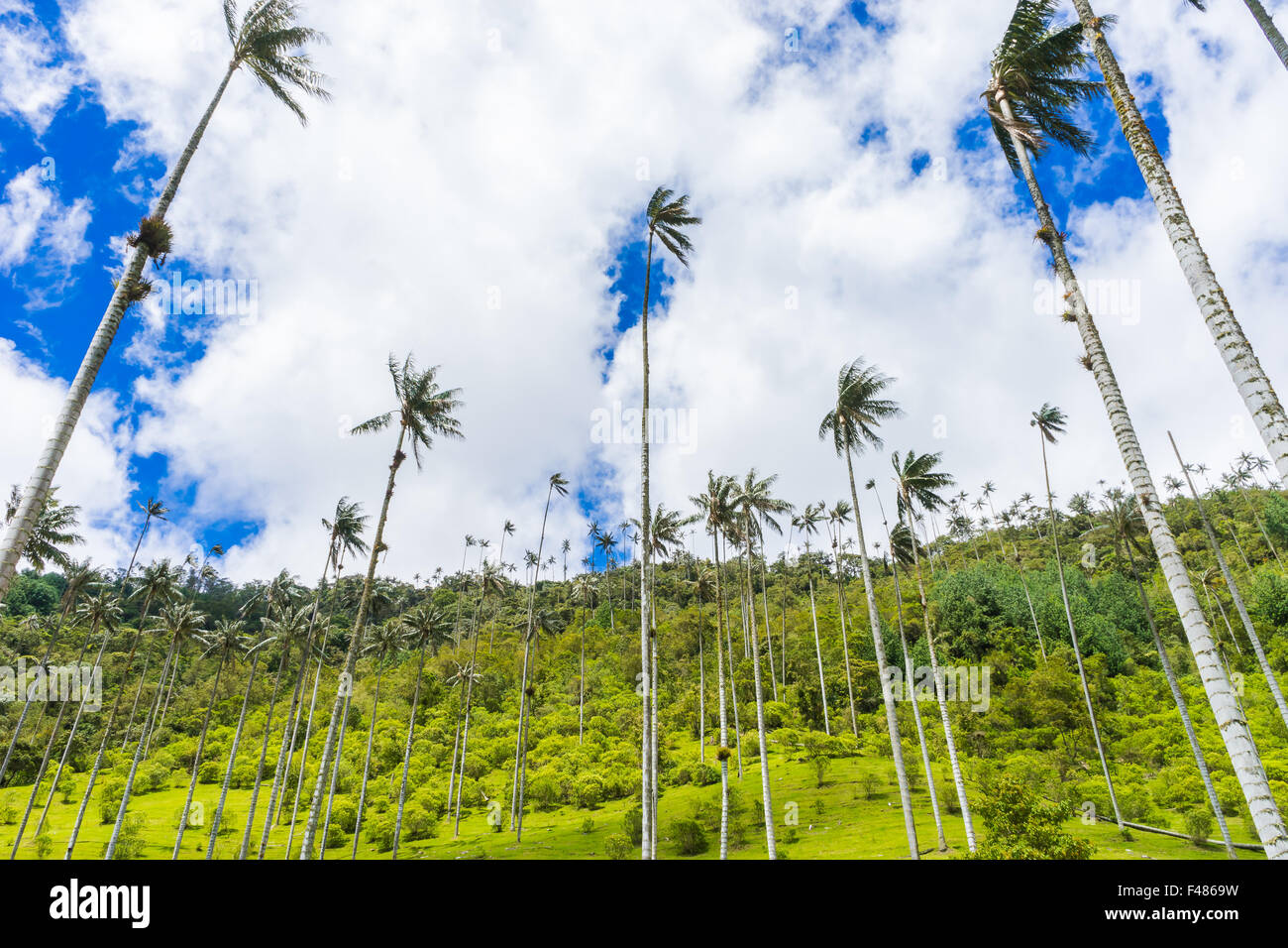 Looking up to the wax palms in the Valle de Cocora. June, 2015. Quindio, Colombia. Stock Photo