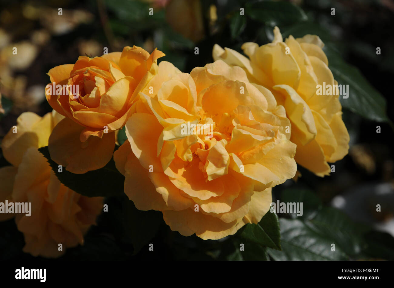 Hybrid rose Stock Photo