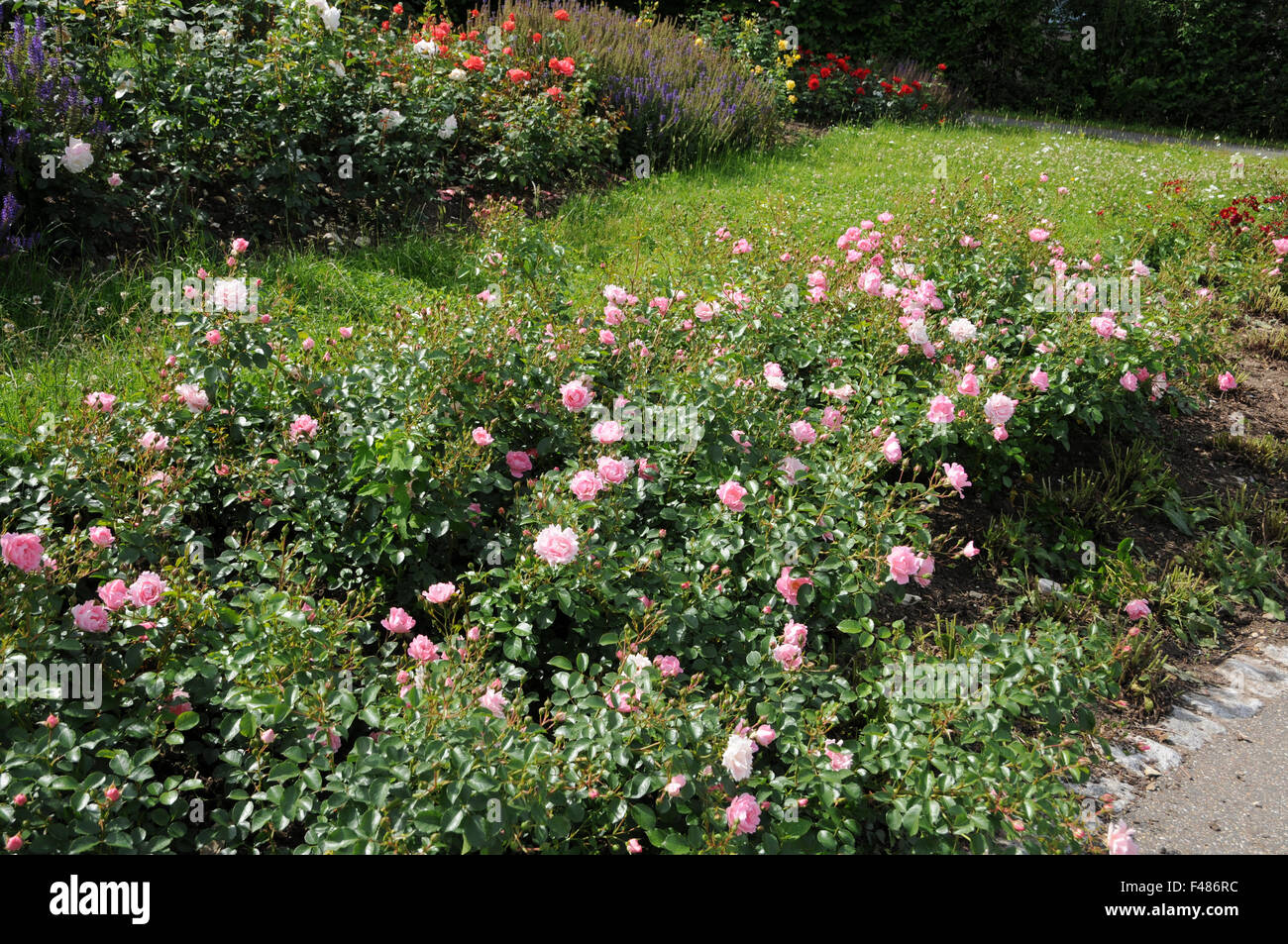 Roses ground cover hi-res stock photography and images - Alamy