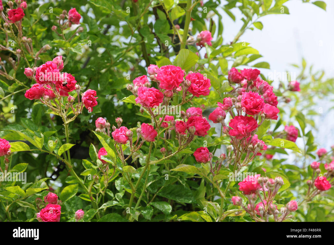 Rosa crimson rambler hi-res stock photography and images - Alamy