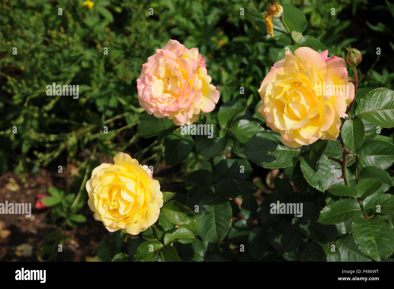 Hybrid rose Stock Photo