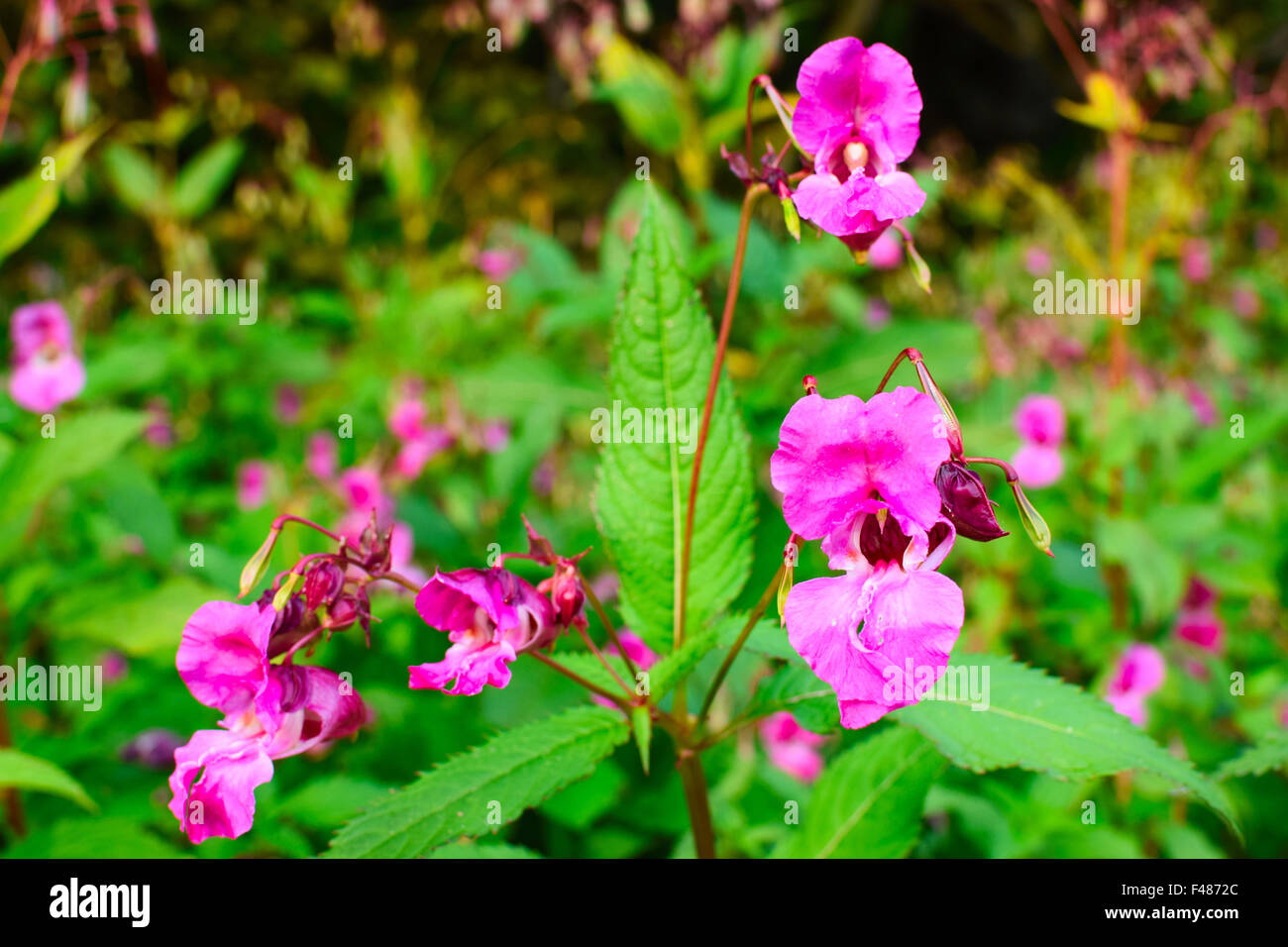 Himalayan Balsam, Impatiens glandulifera. Stock Photo