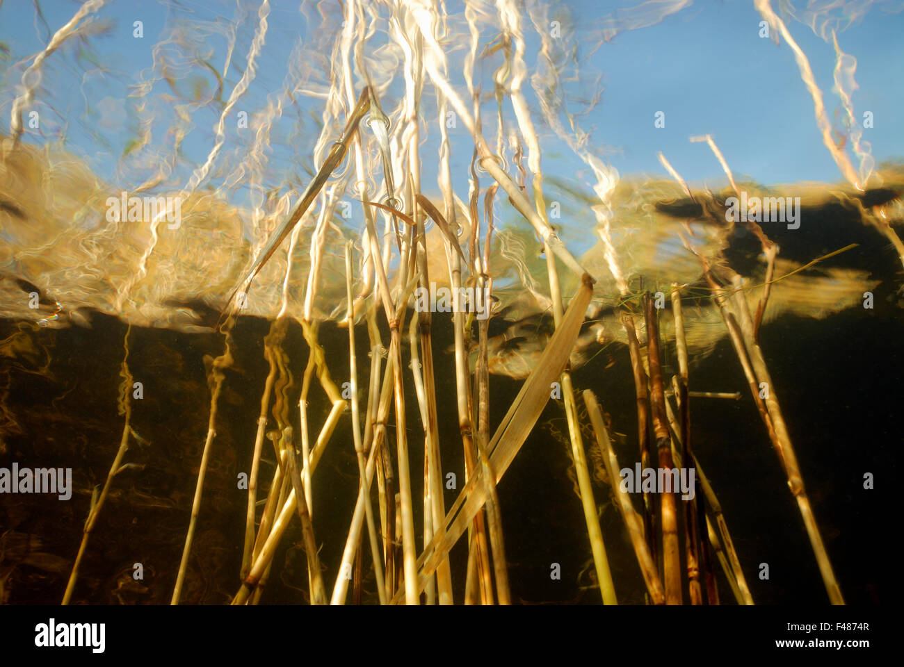 Reed in water, Sweden Stock Photo Alamy