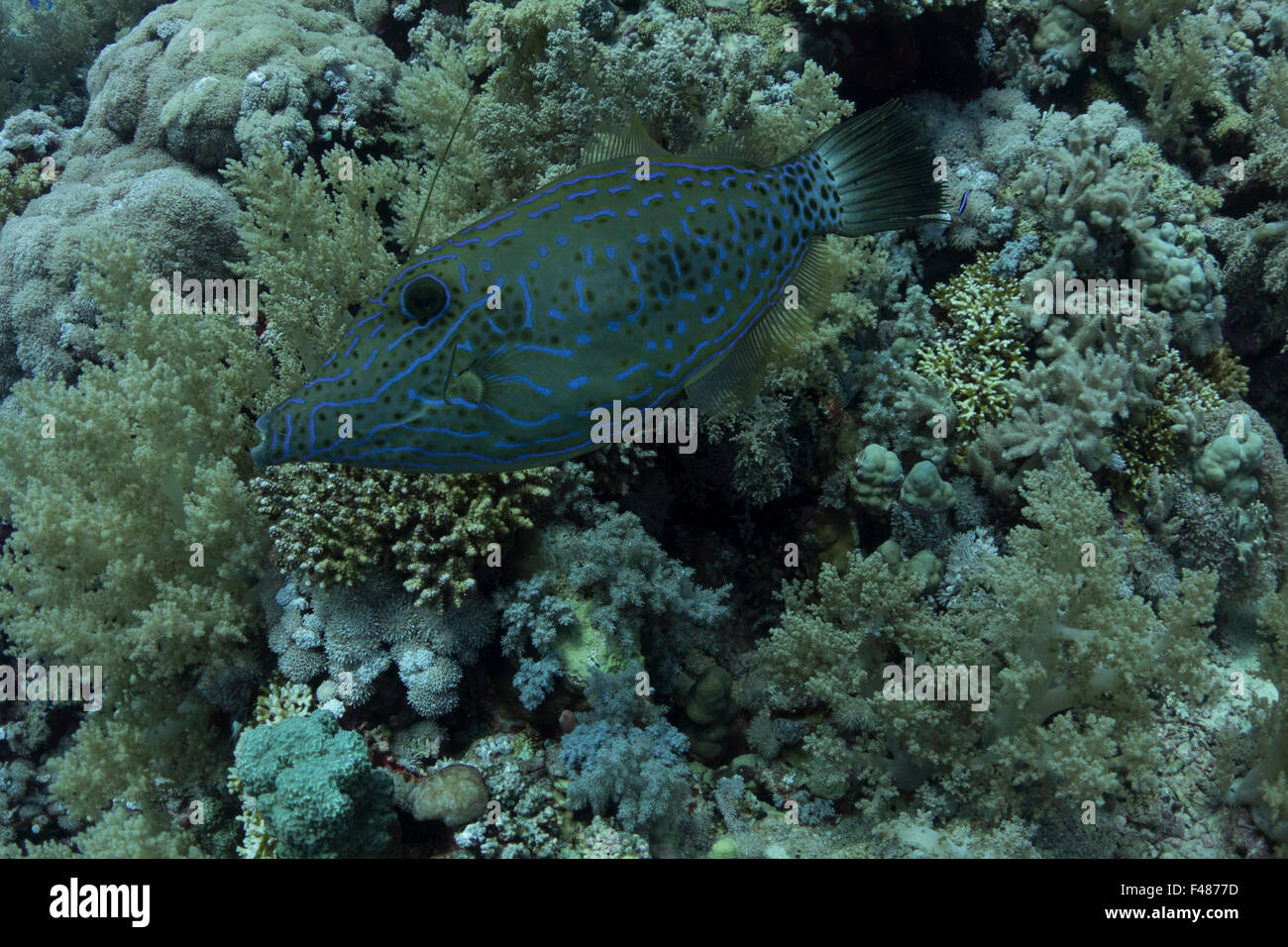 Aluterus scriptus,known as scrawled filefish is a common reef fish in the Red Sea, Egypt. Stock Photo