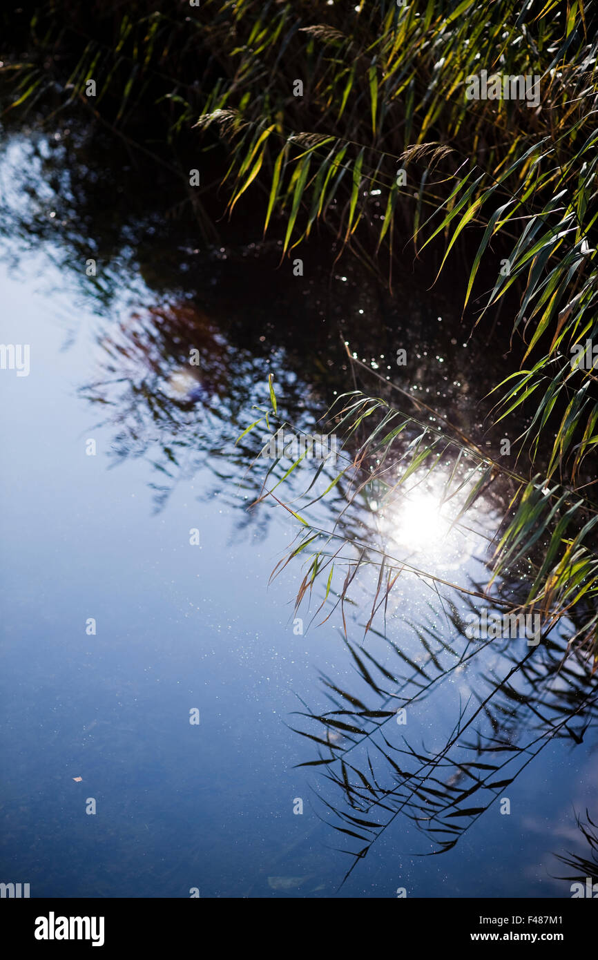 Reed reflected in the surface of water, Sweden Stock Photo - Alamy
