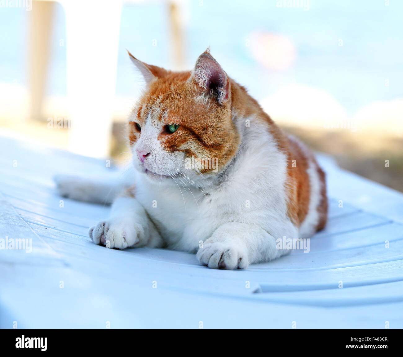 Beautiful cat sitting on the ground photographed close up Stock Photo ...