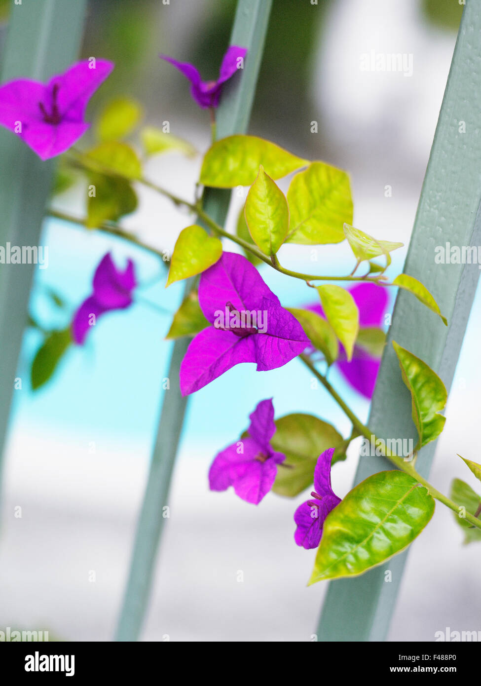 Vine and fence hi-res stock photography and images - Alamy