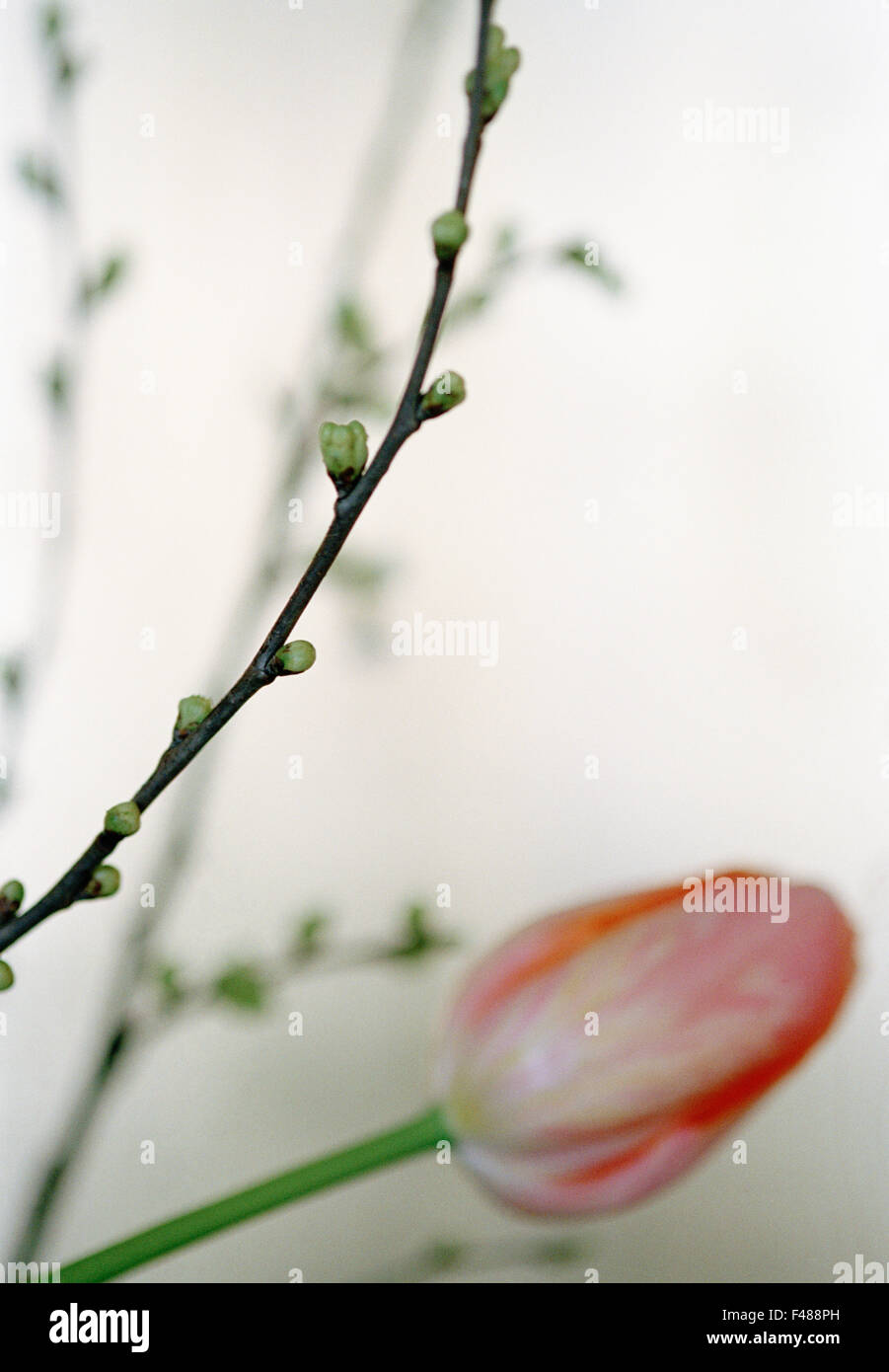 Tulip and branches with buds. Stock Photo