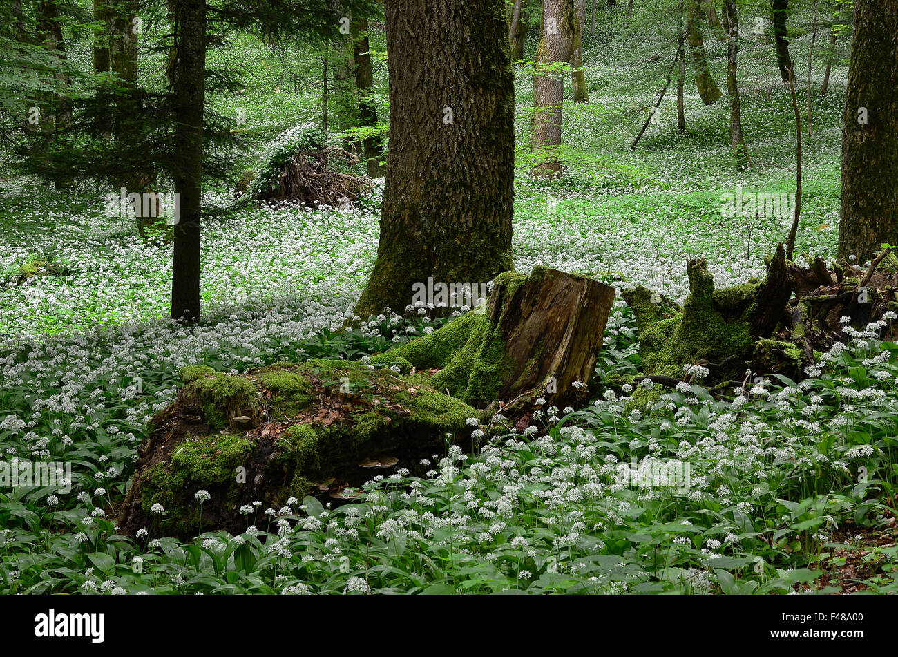 garlic, forest, springtime, Stock Photo