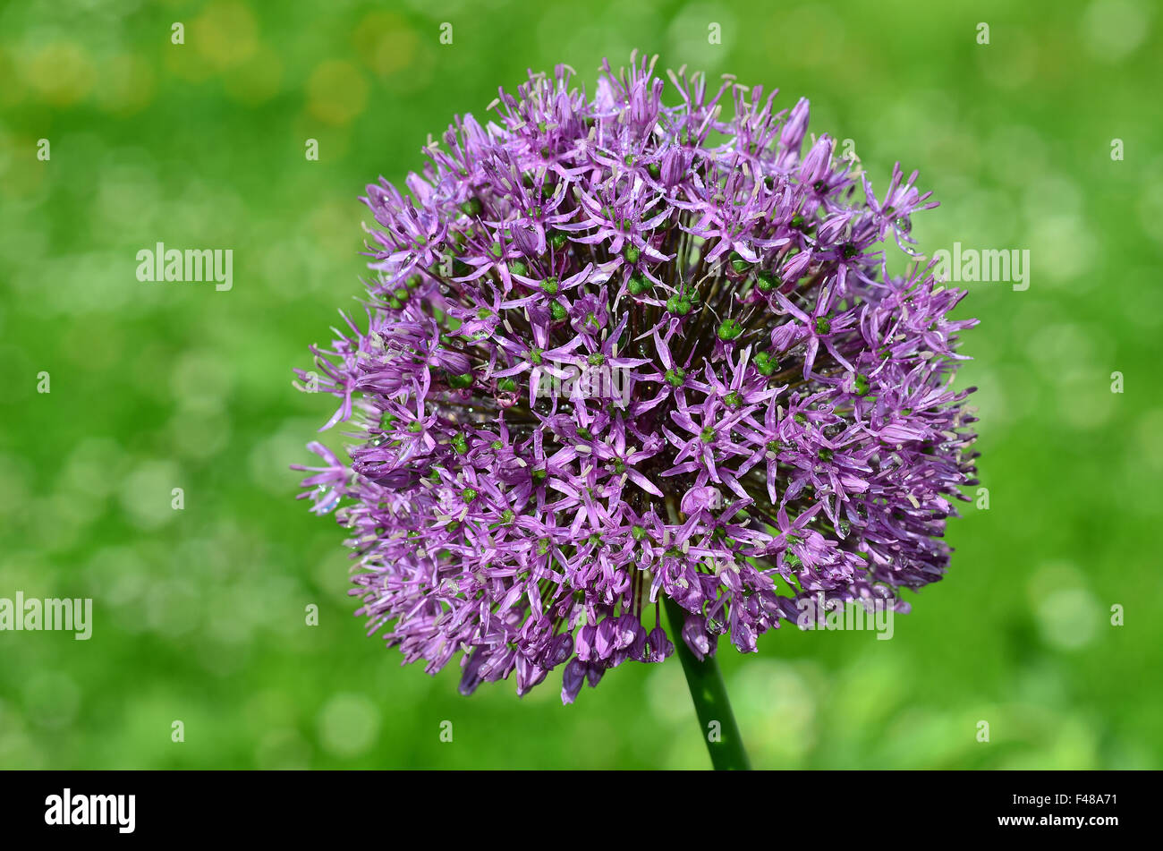 allium; leek; flower; blossom; closeup Stock Photo
