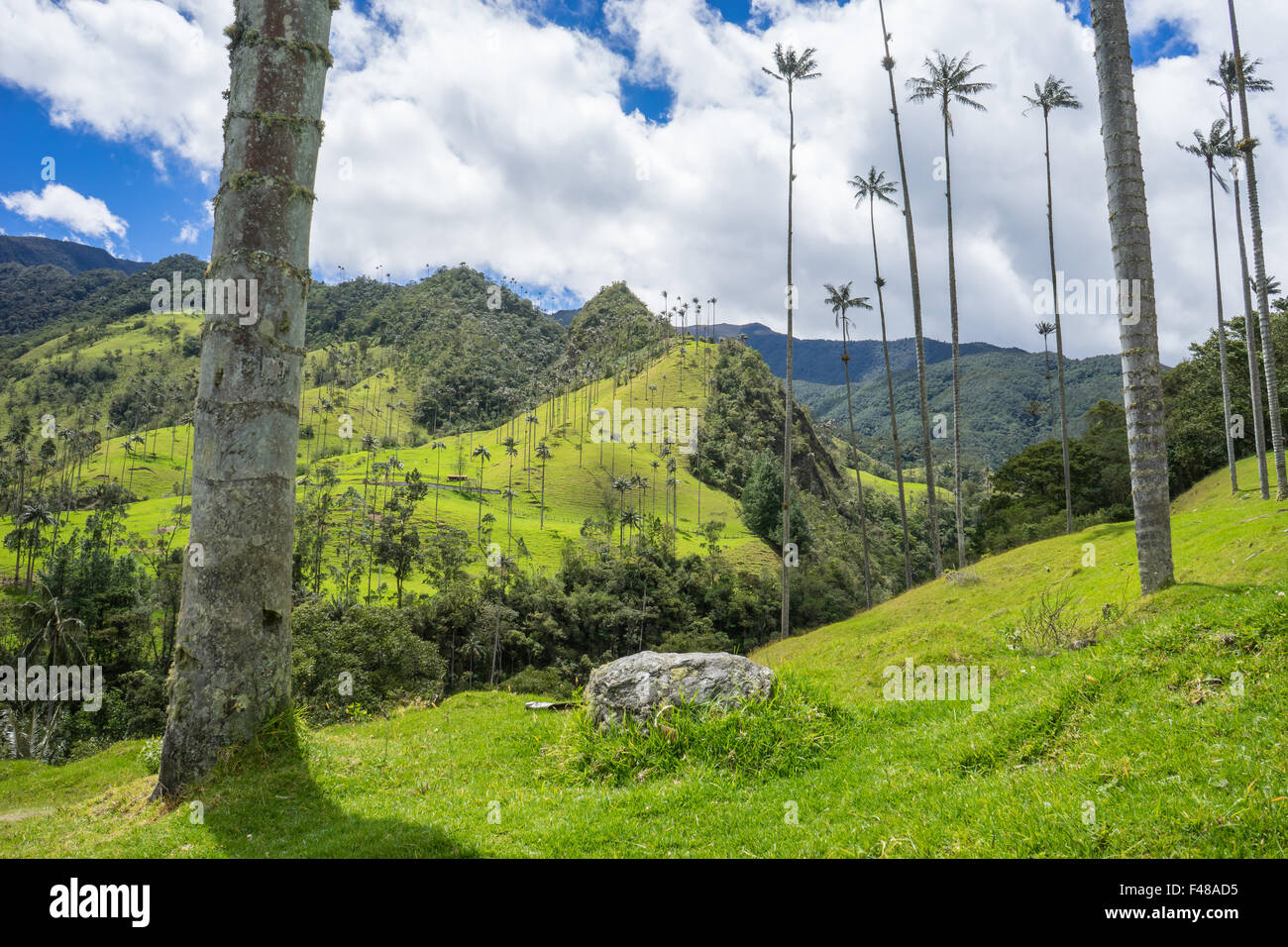 Closeup of a wax palm in the Valle de Cocora. June, 2015. Quindio, Colombia. Stock Photo