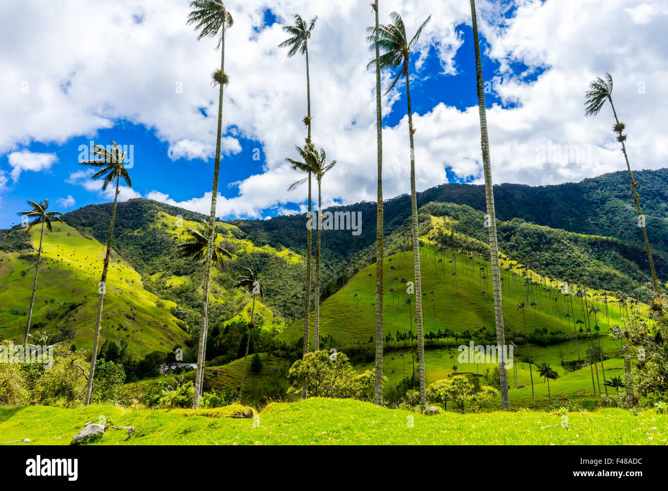A walk through the Valle de Cocora with the world's tallest palms. June, 2015. Quindio, Colombia. Stock Photo