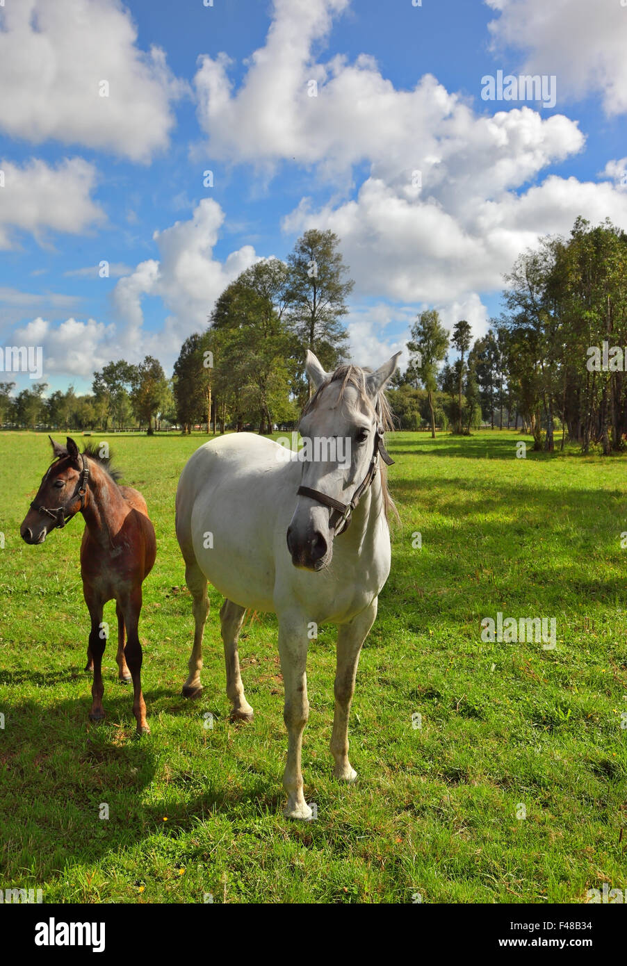 Arabian horse two young hi-res stock photography and images - Alamy
