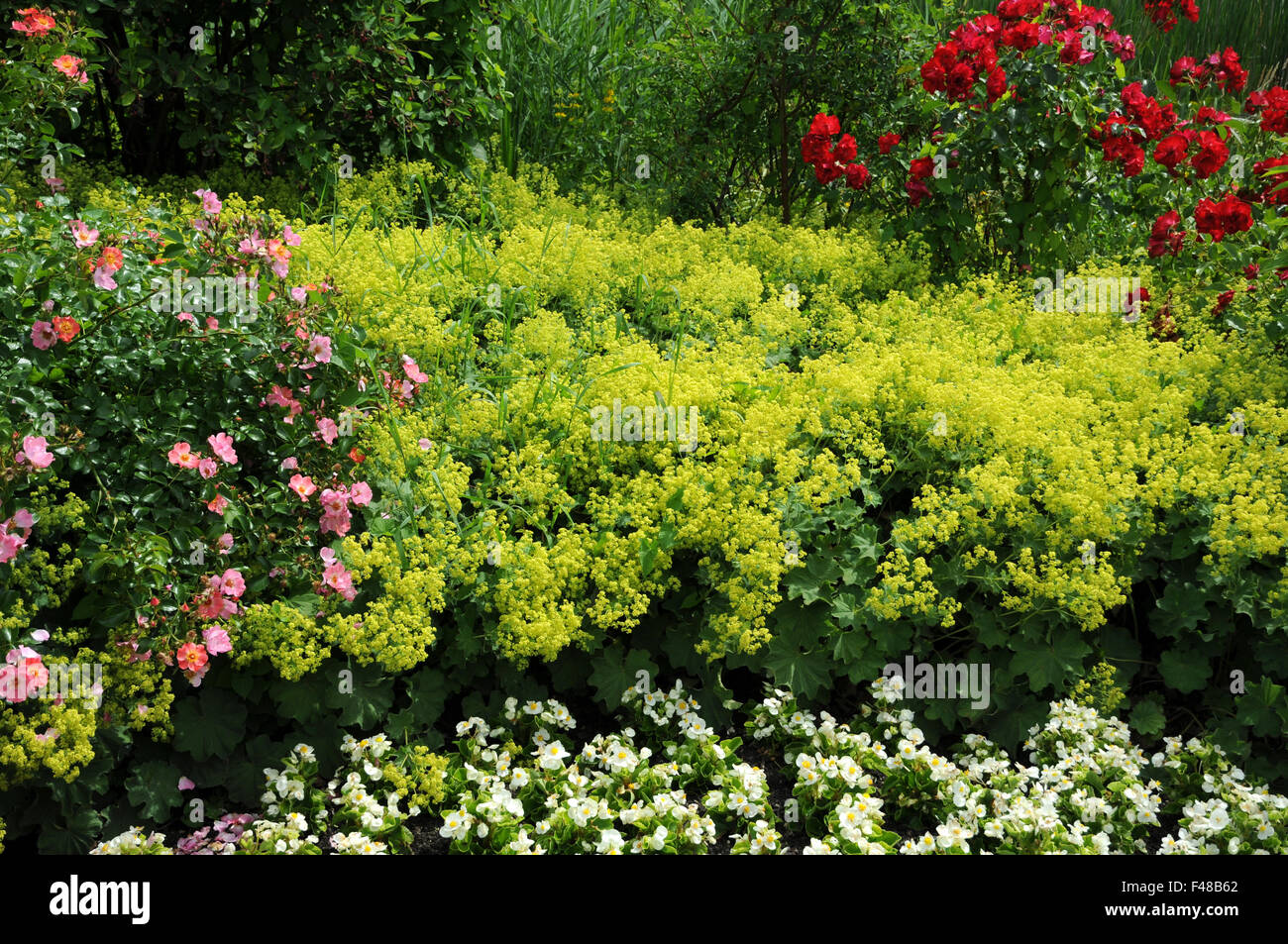 Ladys mantle hi-res stock photography and images - Alamy