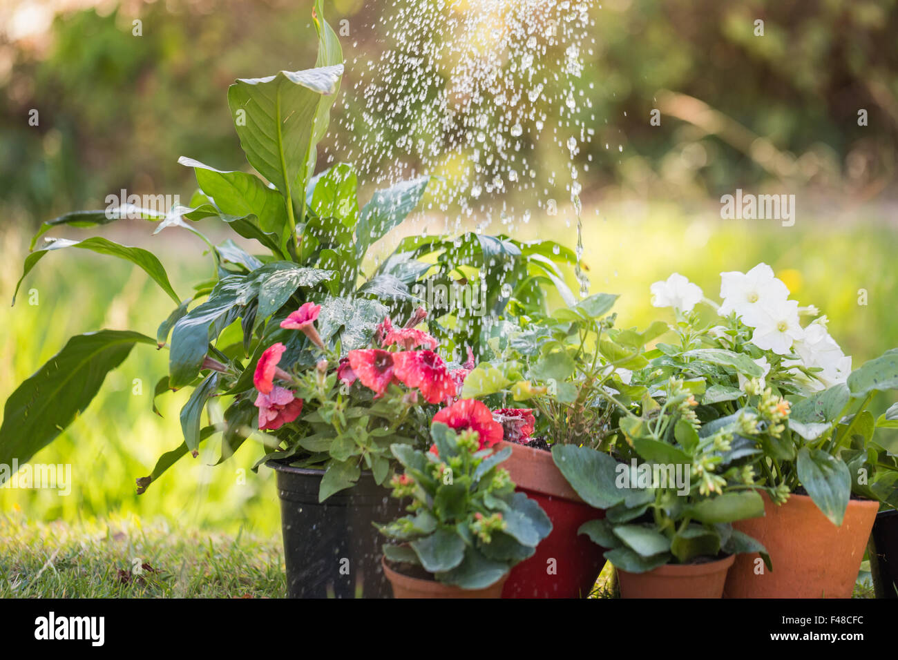 Watering can pouring over flowers hires stock photography and images